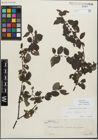 Foto von Salix myrsinifolia Salisb.